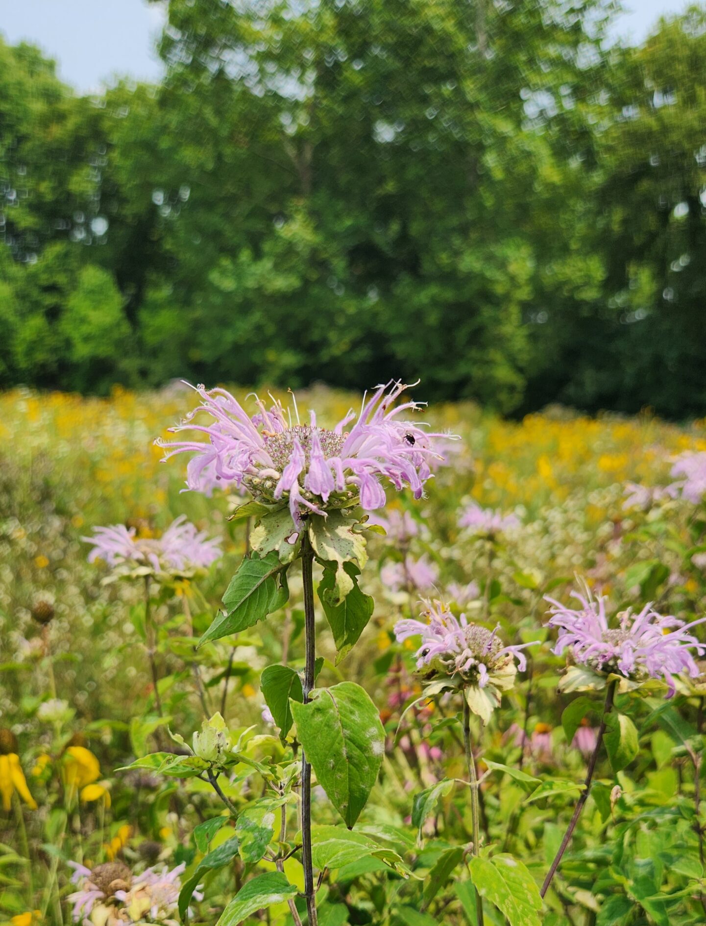 Featured image for “Protecting Ohio’s Biodiversity: The Battle Against Invasive Plant Species”