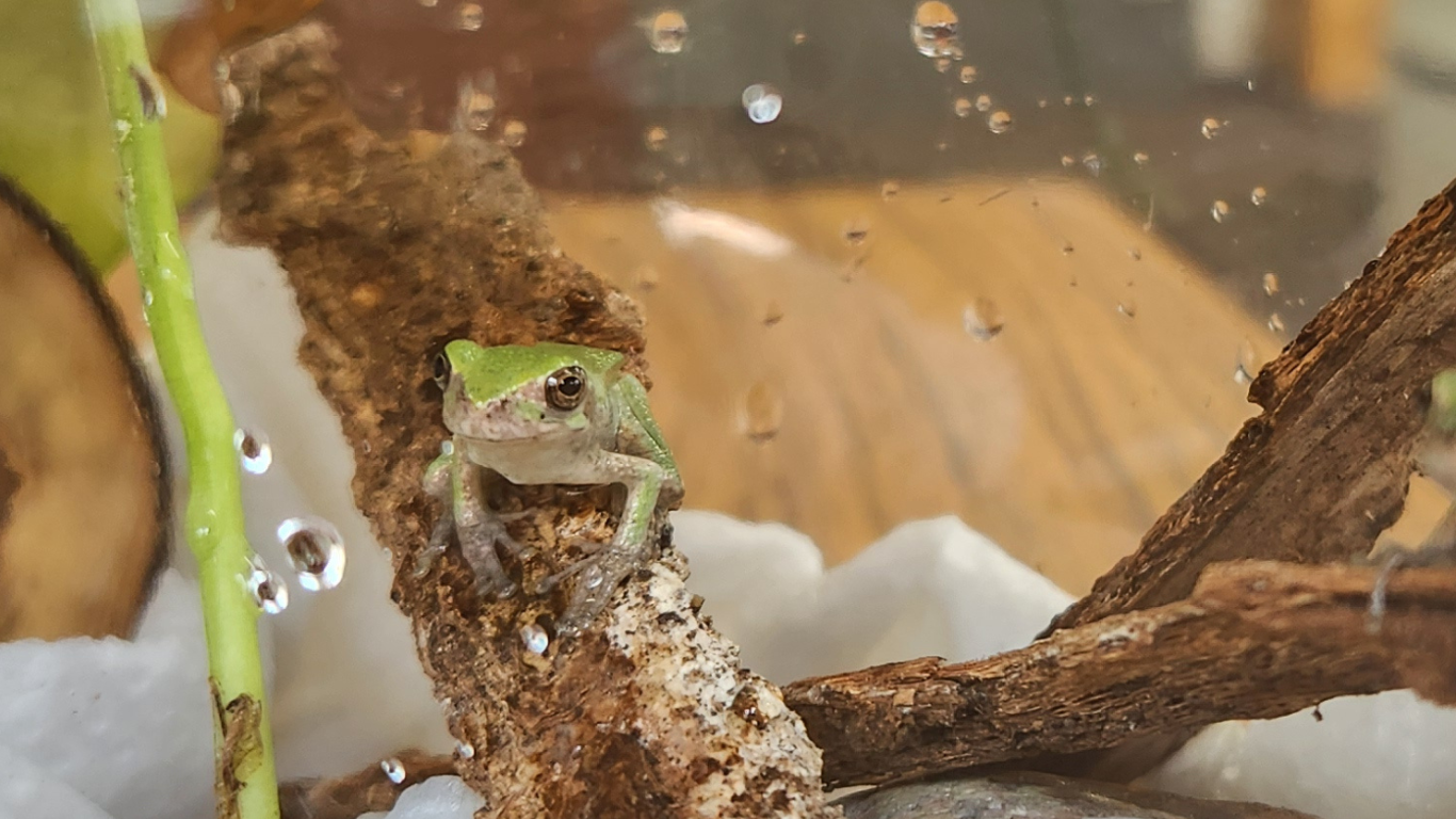 Featured image for “Welcome Our First Animal Ambassadors! ✨🐸”